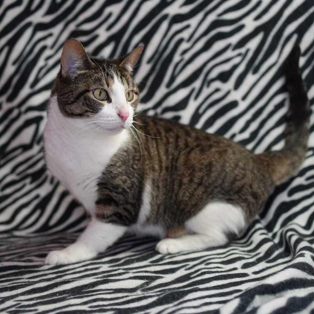 Phoebe (Millie Day), Adoptable, Adult Female Domestic Short Hair.