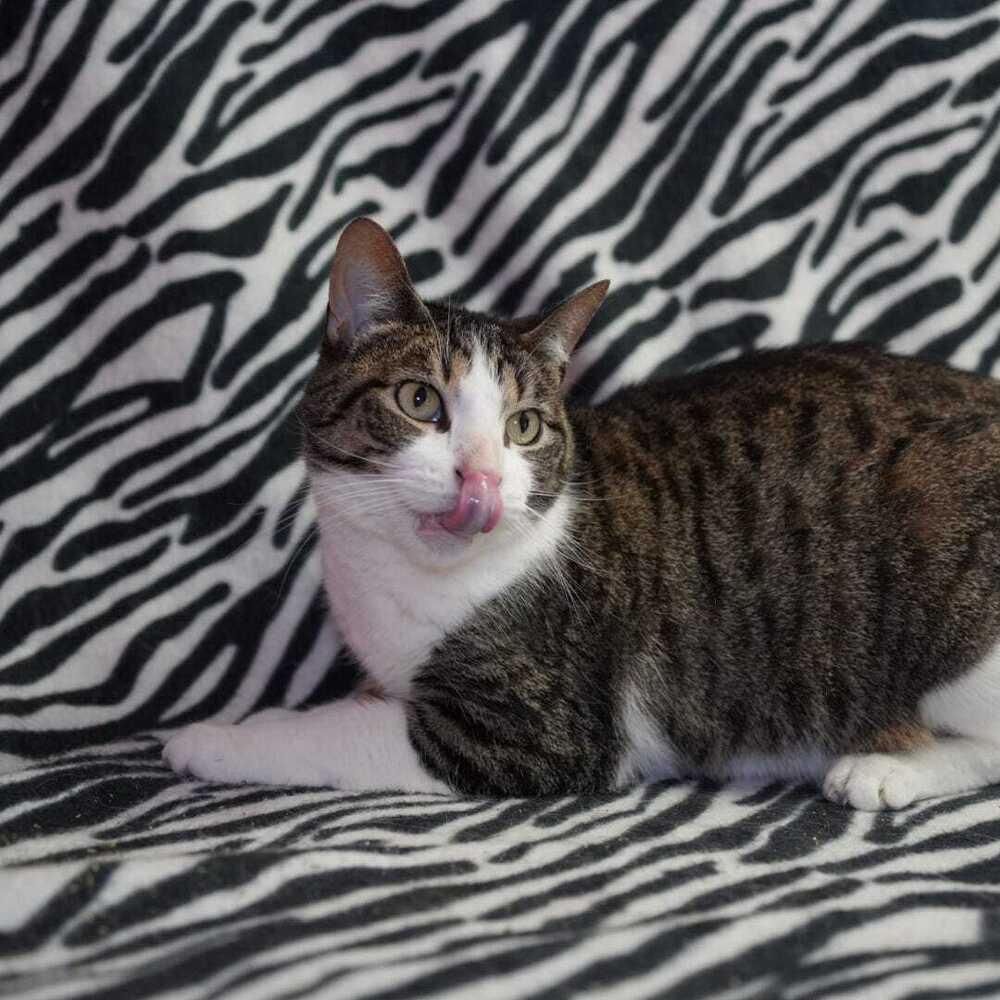 Enlarge Phoebe (Millie Day), a Adoptable Domestic Short Hair in Wheaton, IL image 2/2