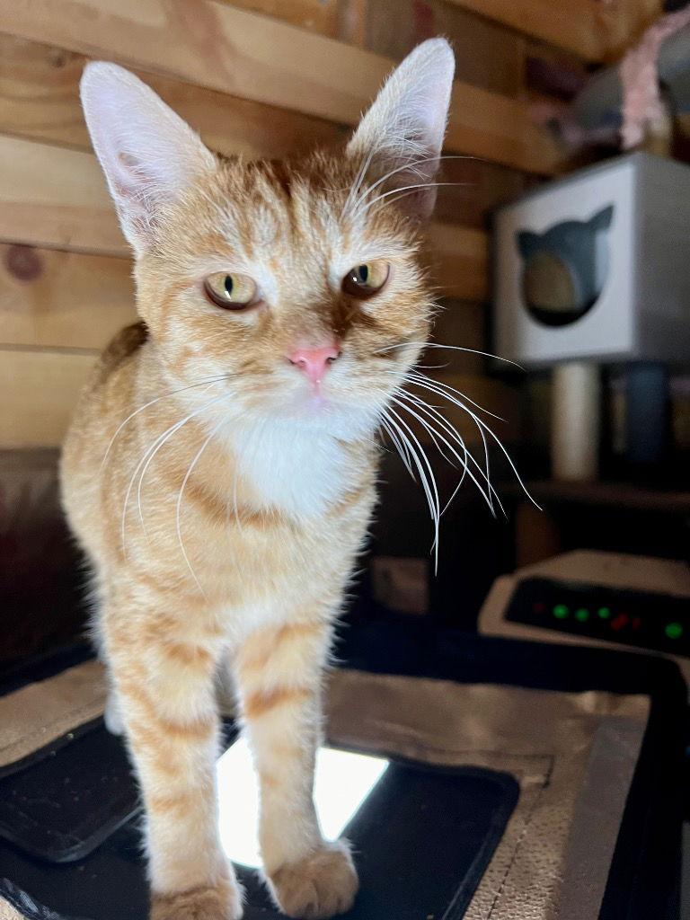 Cricket, a Adoptable Domestic Short Hair in Cromwell, KY image 2/2