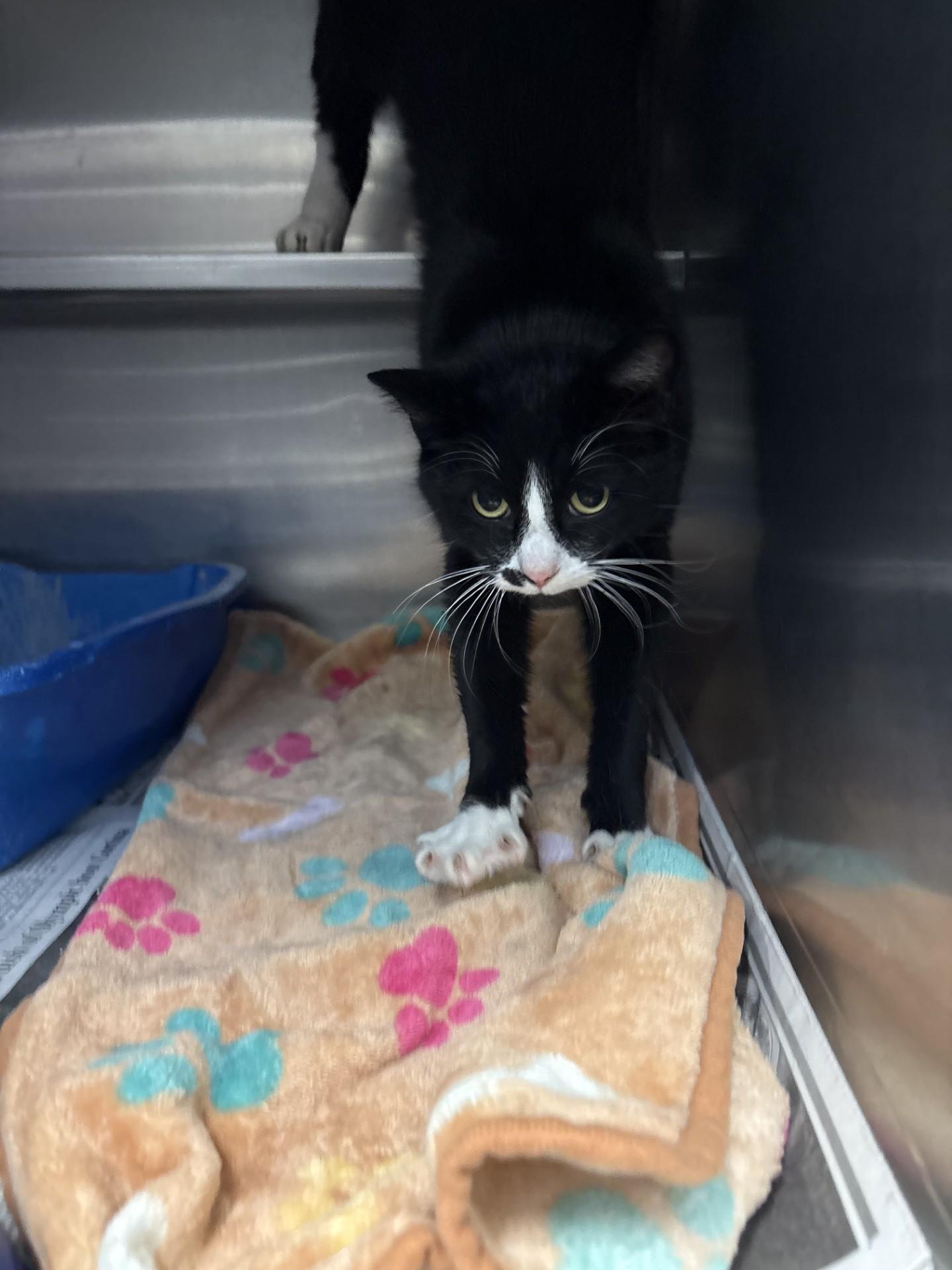 Enlarge Bonita, a ADOPTABLE Domestic Short Hair in Ashland, VA image 1/3