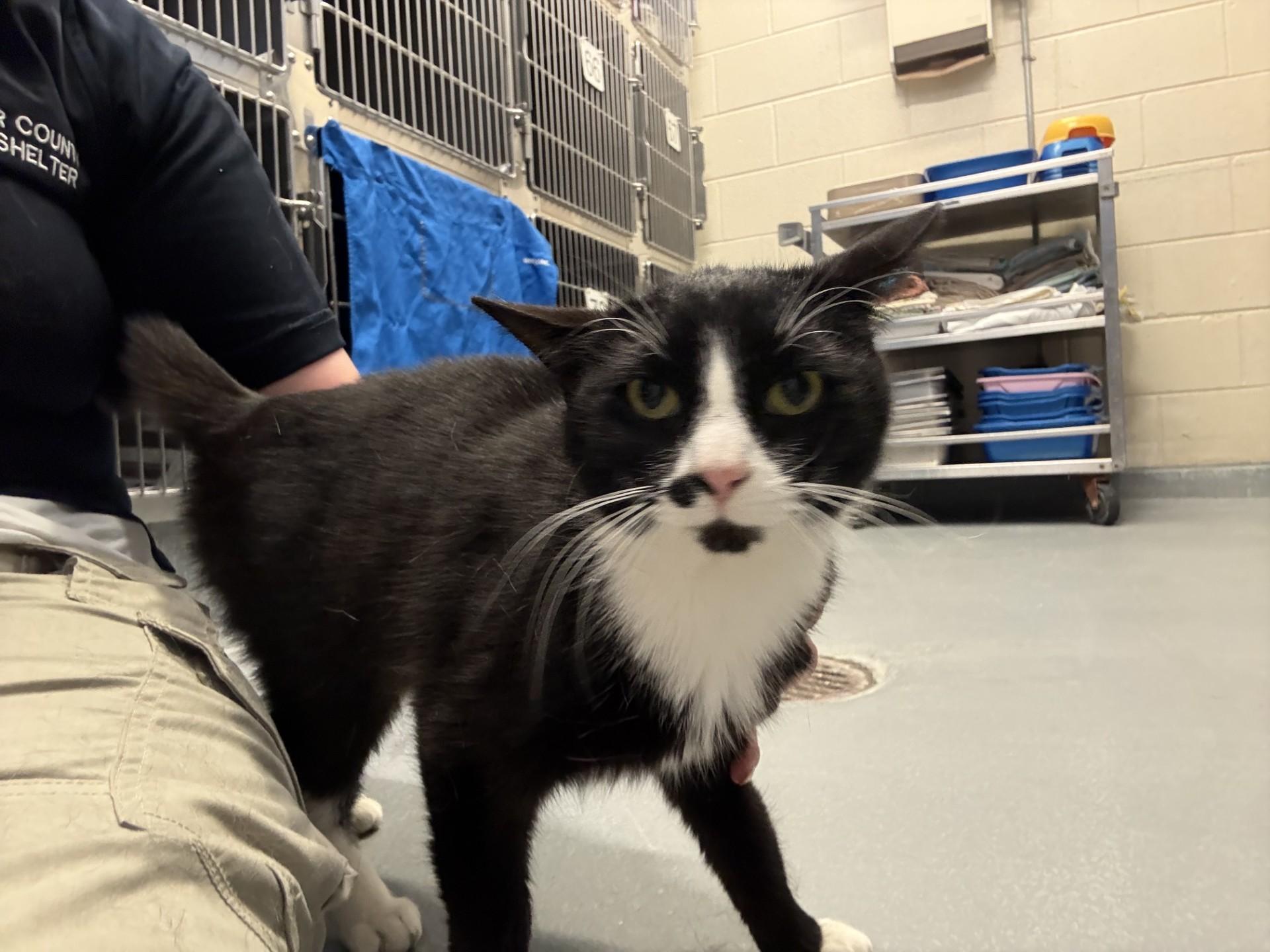 Enlarge Bonita, a ADOPTABLE Domestic Short Hair in Ashland, VA image 2/3