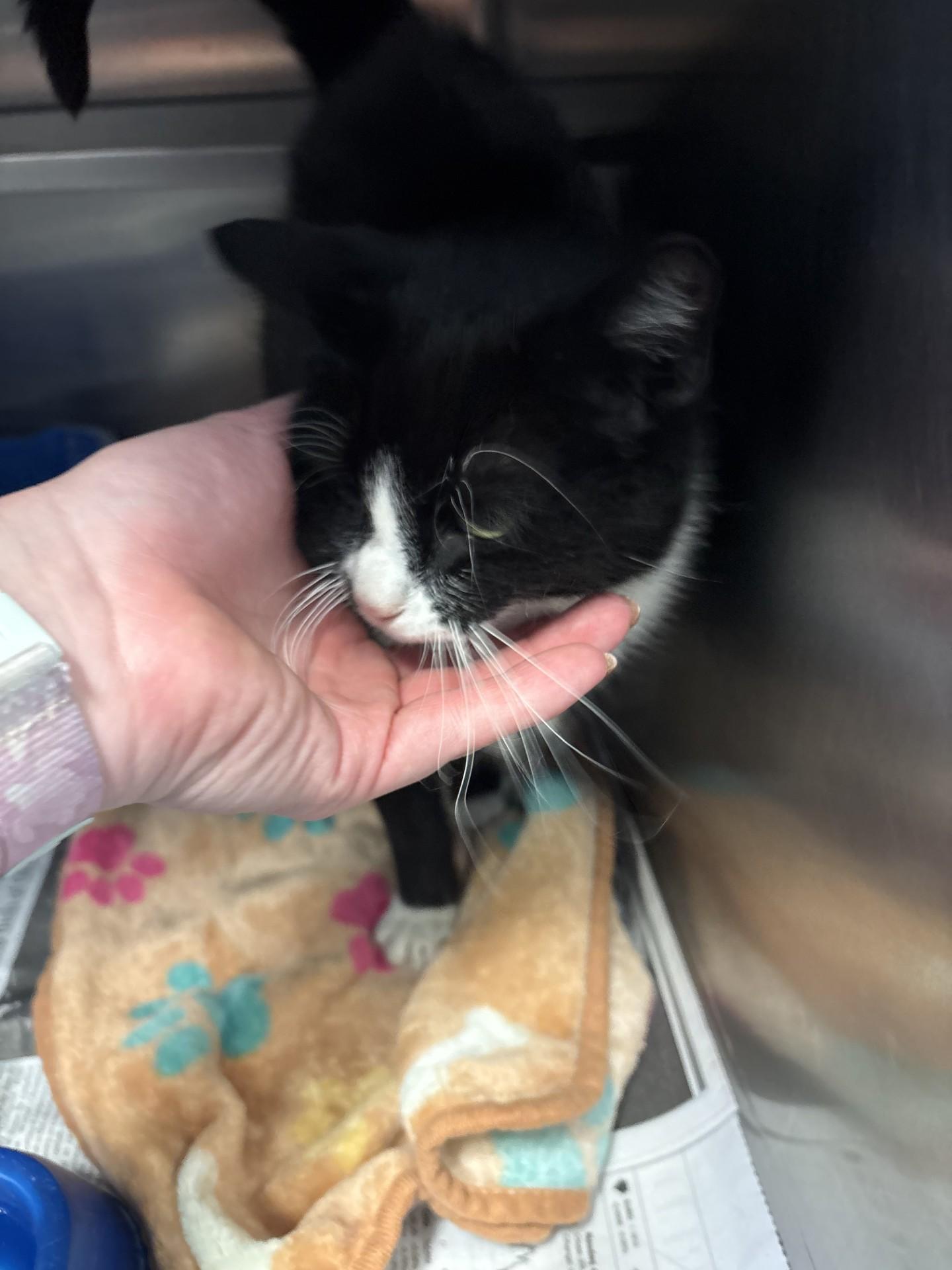 Enlarge Bonita, a ADOPTABLE Domestic Short Hair in Ashland, VA image 3/3