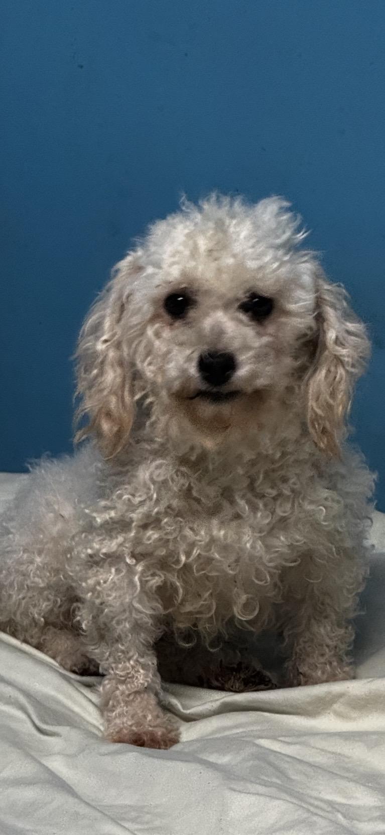Enlarge Lia , a ADOPTABLE Miniature Poodle in O Fallon , MO image 1/1