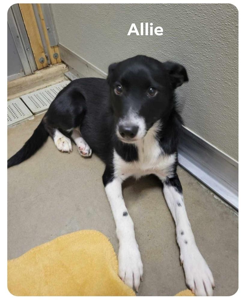 Allie, Adoptable, Adult Female Border Collie & Basenji.