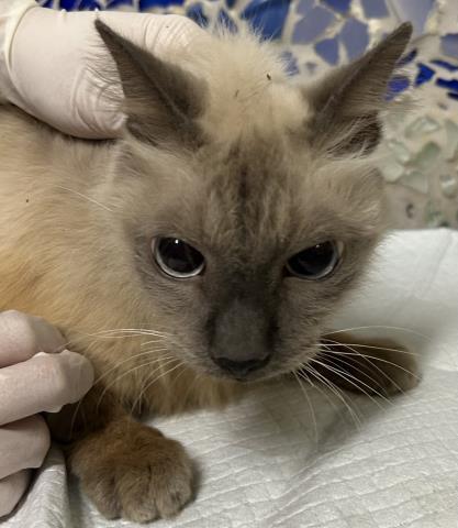 OLD MAN, Adoptable, Senior Male Domestic Short Hair.