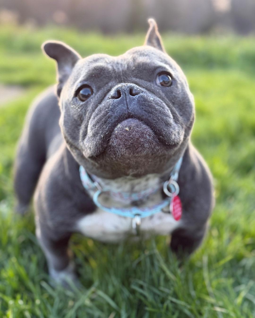 Sweet'N Low, Adoptable, Adult Female American Bulldog.