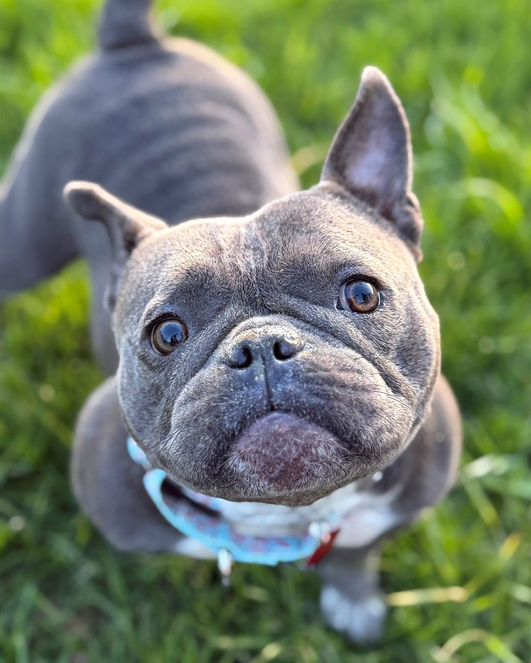 Enlarge Sweet'N Low, a Adoptable American Bulldog in Westminster, MA image 2/3