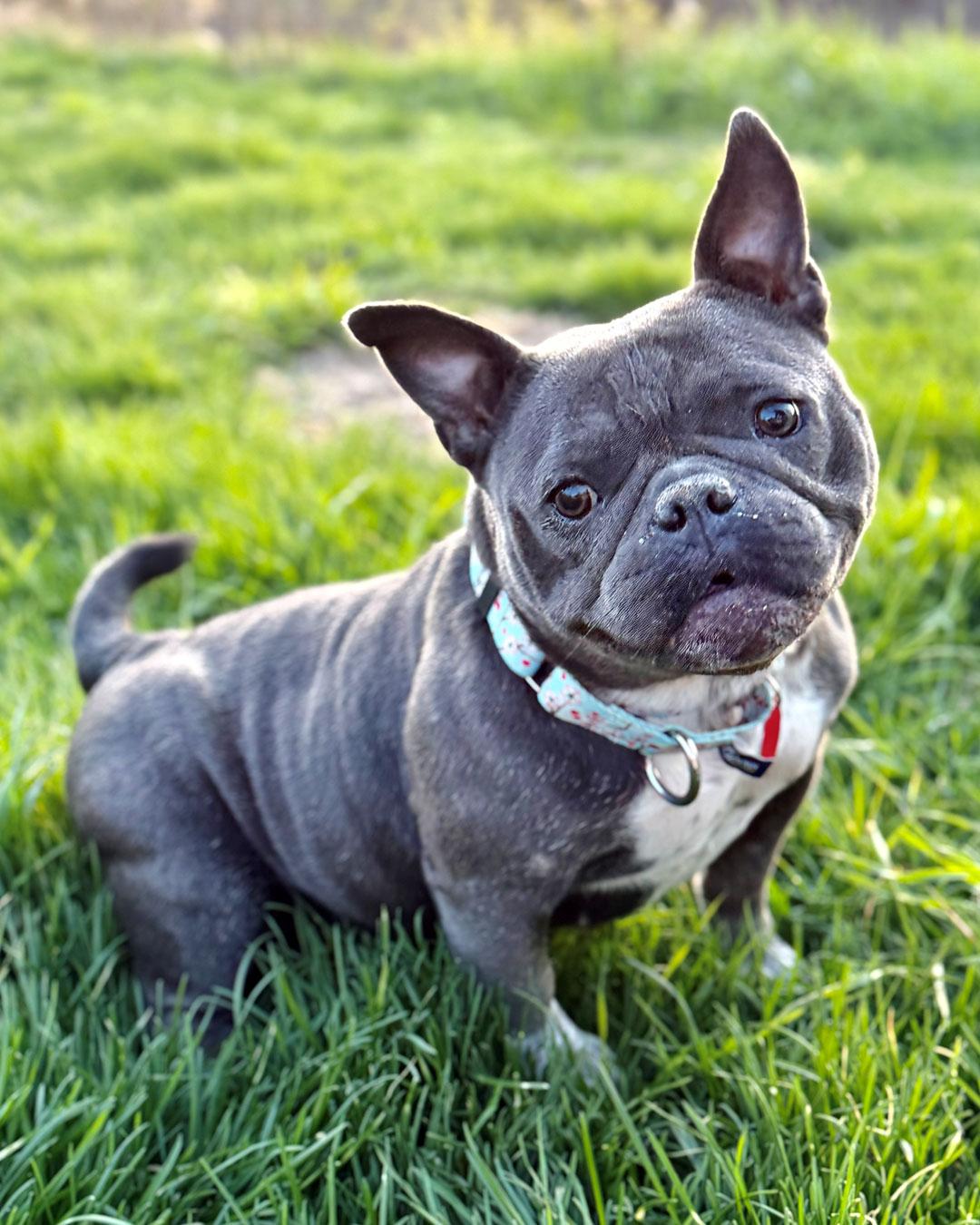 Enlarge Sweet'N Low, a Adoptable American Bulldog in Westminster, MA image 3/3