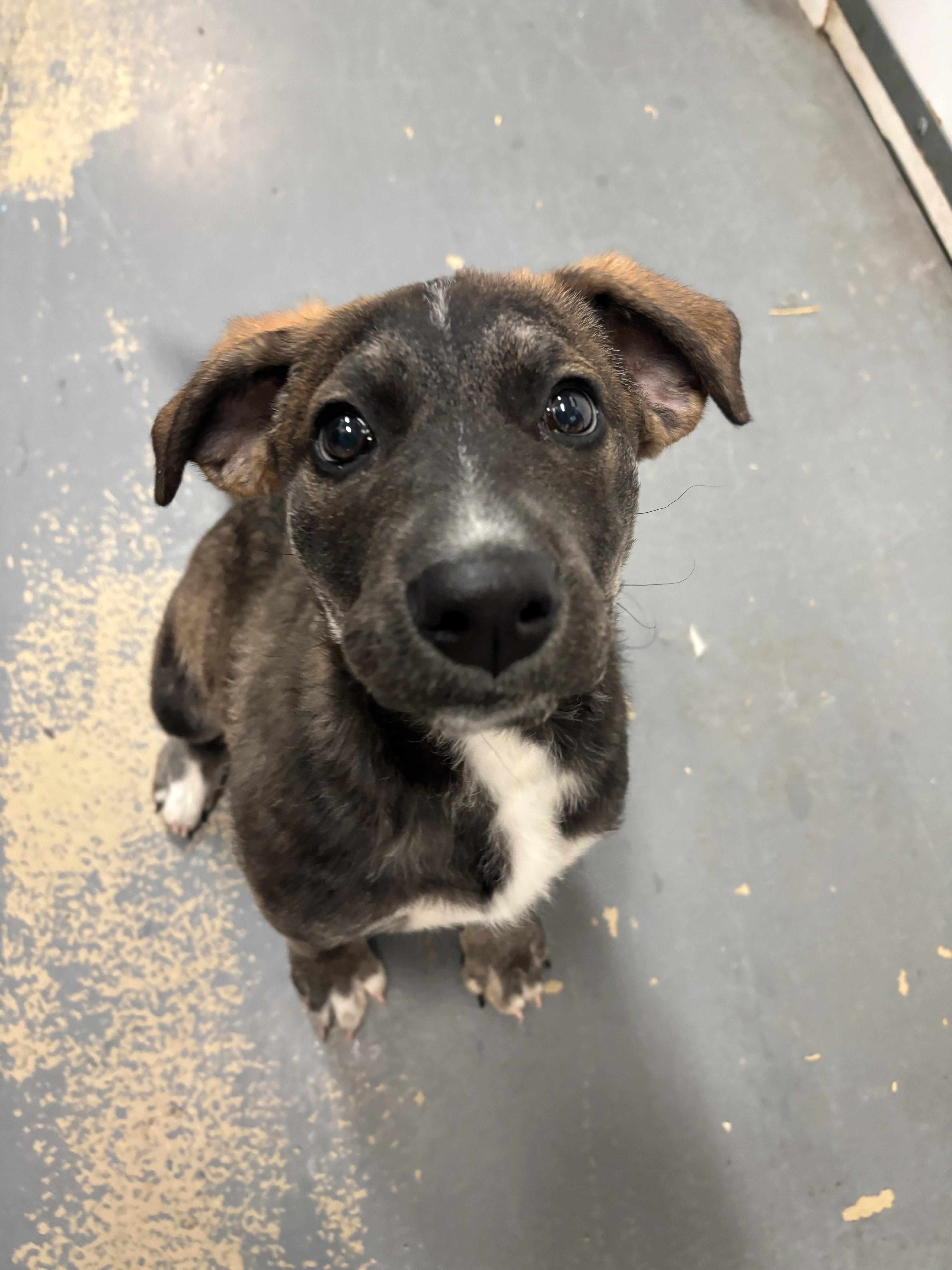 Enlarge Cindy-Lou, a Adoptable mixed breed in Crossfield, AB image 3/4