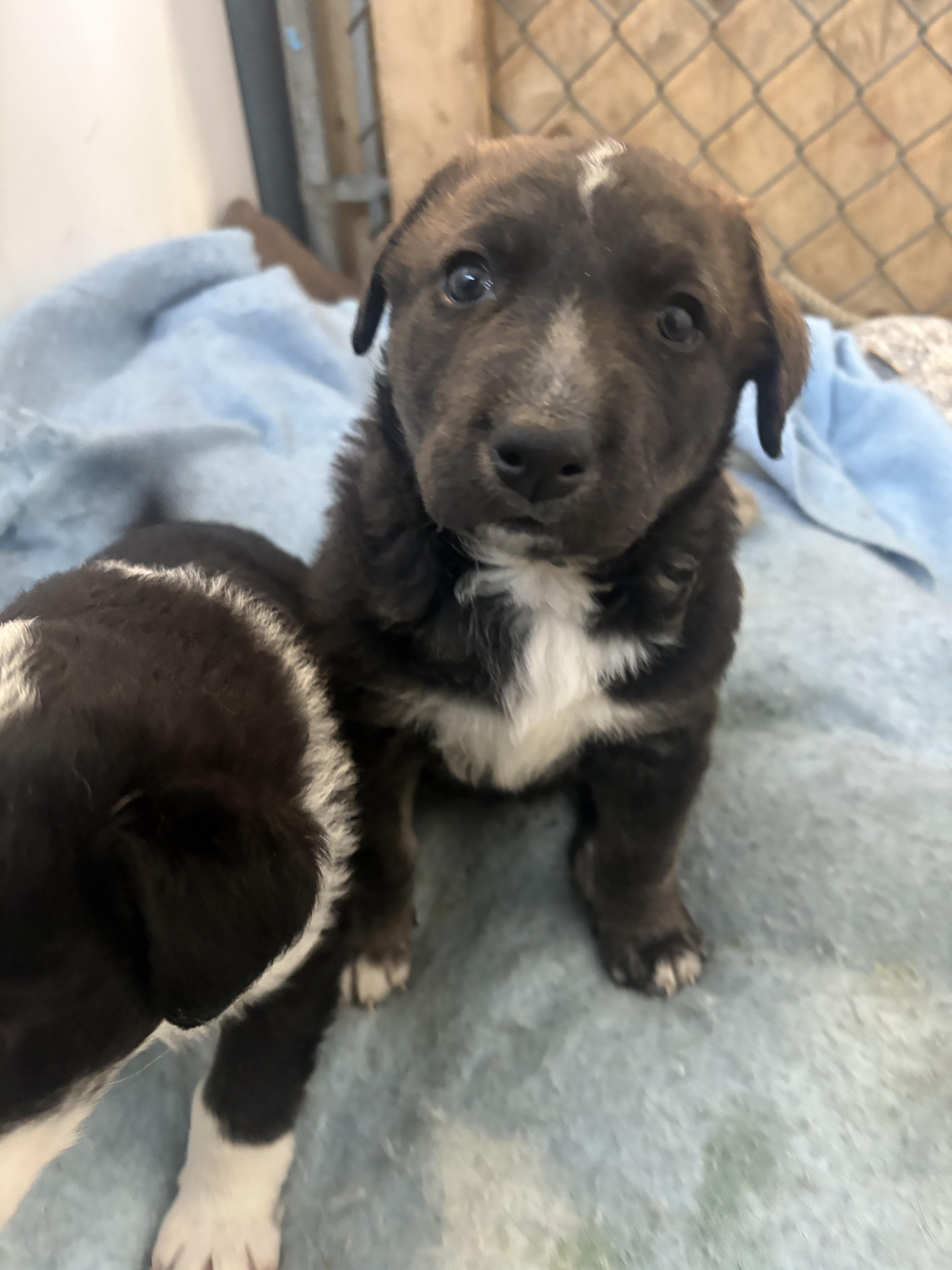 Enlarge Cindy-Lou, a Adoptable mixed breed in Crossfield, AB image 4/4
