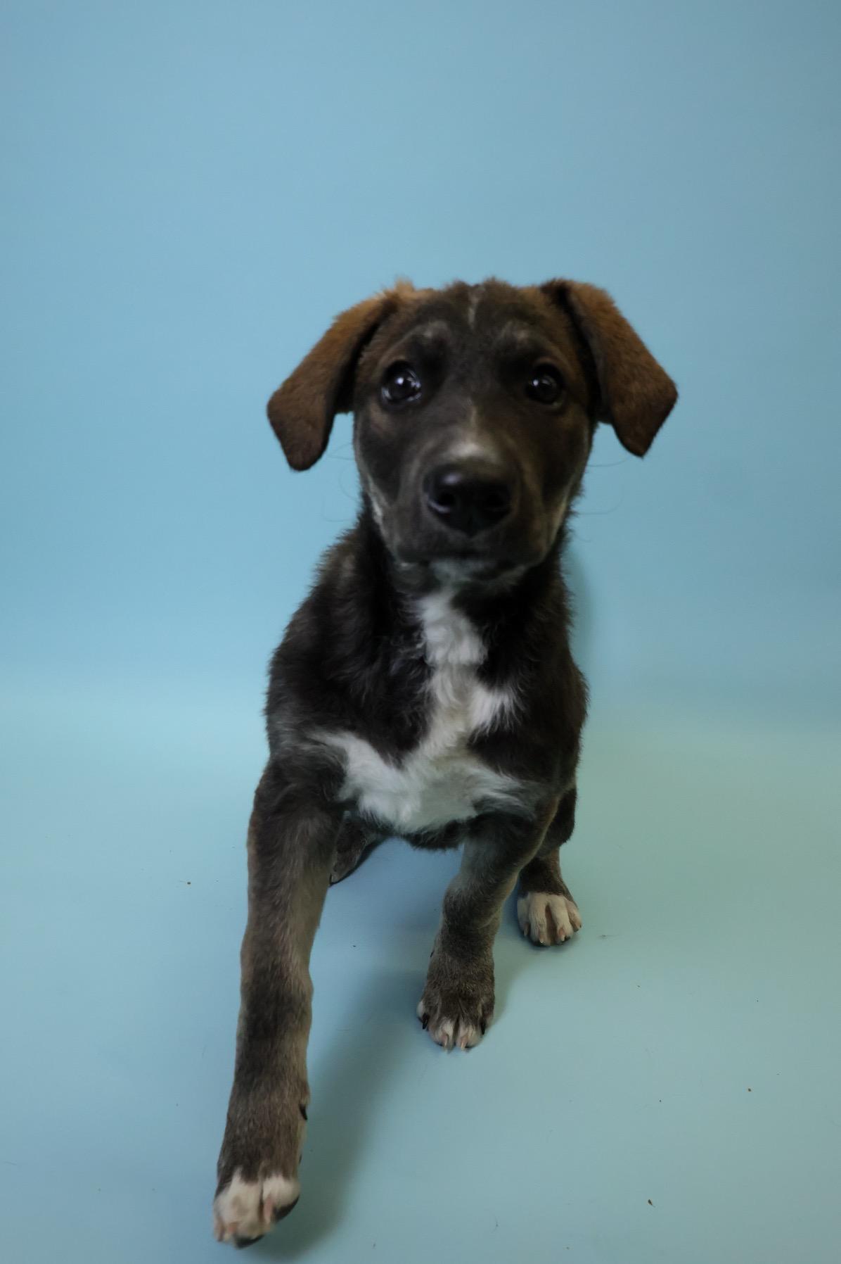 Enlarge Cindy-Lou, a Adoptable mixed breed in Crossfield, AB image 6/6