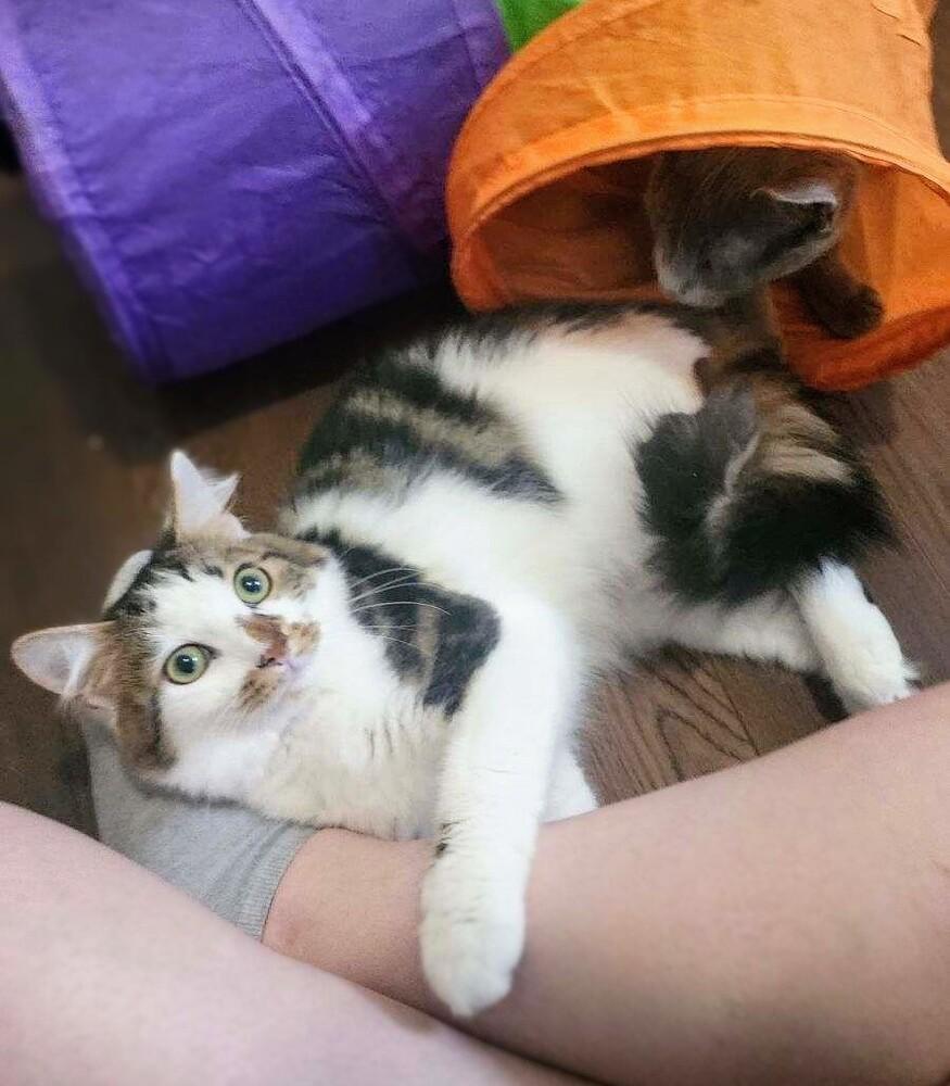 Duke (barn cat), Adopted, Young Male Domestic Medium Hair.