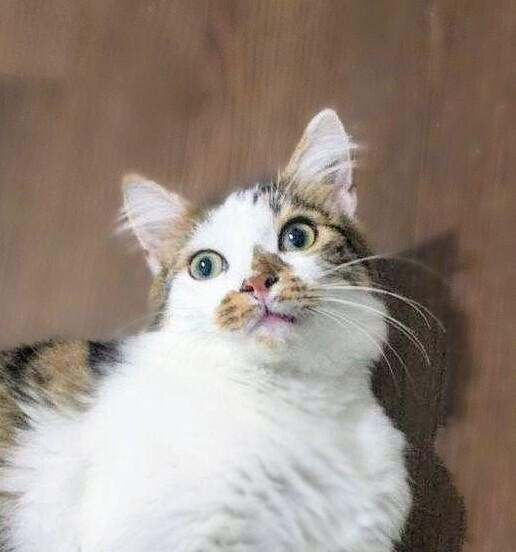 Duke (barn cat), a Adopted Domestic Medium Hair in Statesville, NC image 2/2