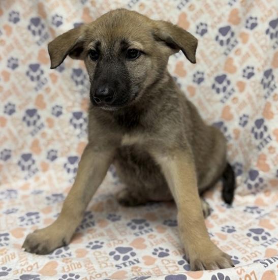 Yaris, Adoptable, Puppy Female German Shepherd Dog.