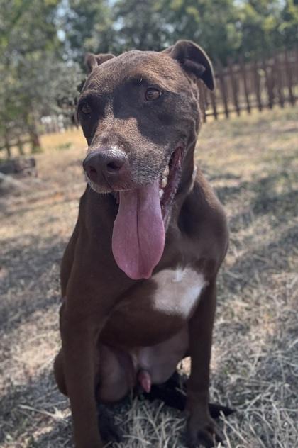 Jasper — thumbnail 2