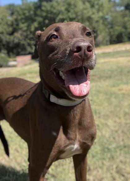 Jasper — thumbnail 3