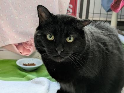 Sharkeesha, a Adoptable mixed breed in Montreal, QC image 1/3