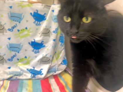 Enlarge Sharkeesha, a Adoptable mixed breed in Montreal, QC image 1/3