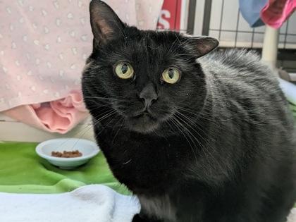 Enlarge Sharkeesha, a Adoptable mixed breed in Montreal, QC image 2/3
