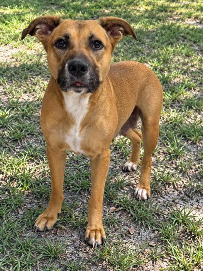 Cheyenne, Adoptable, Adult Female Pit Bull Terrier & Boxer.