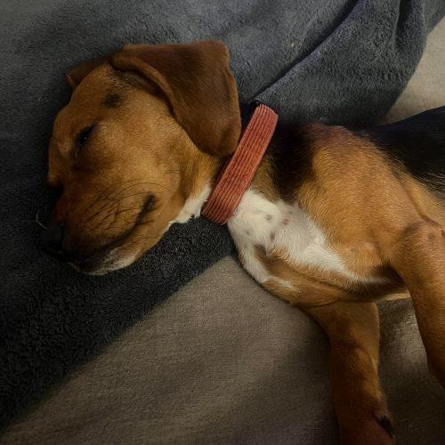 Enlarge Louis, a Adoptable Beagle in Sanford, NC image 1/6