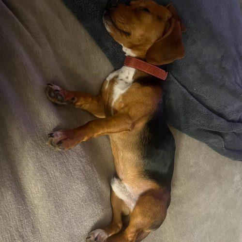 Enlarge Louis, a Adoptable Beagle in Sanford, NC image 2/6
