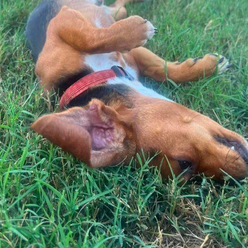 Enlarge Louis, a Adoptable Beagle in Sanford, NC image 3/6