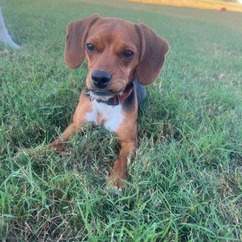 Enlarge Louis, a Adoptable Beagle in Sanford, NC image 4/6