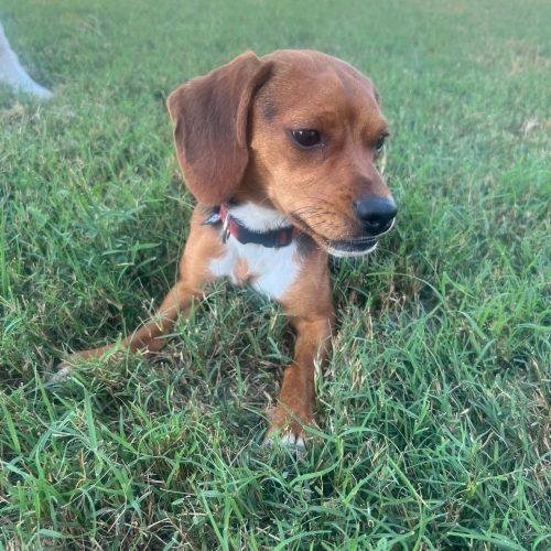 Enlarge Louis, a Adoptable Beagle in Sanford, NC image 6/6