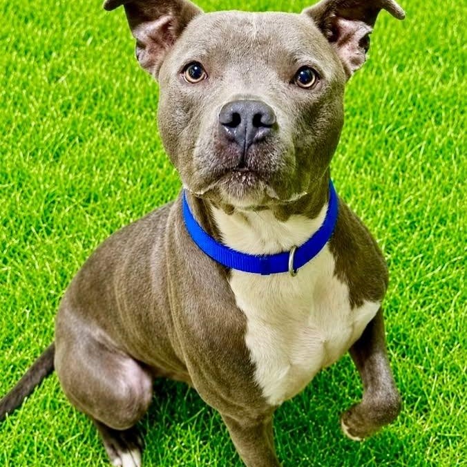 Bucky, ADOPTABLE, Adult Male Terrier.