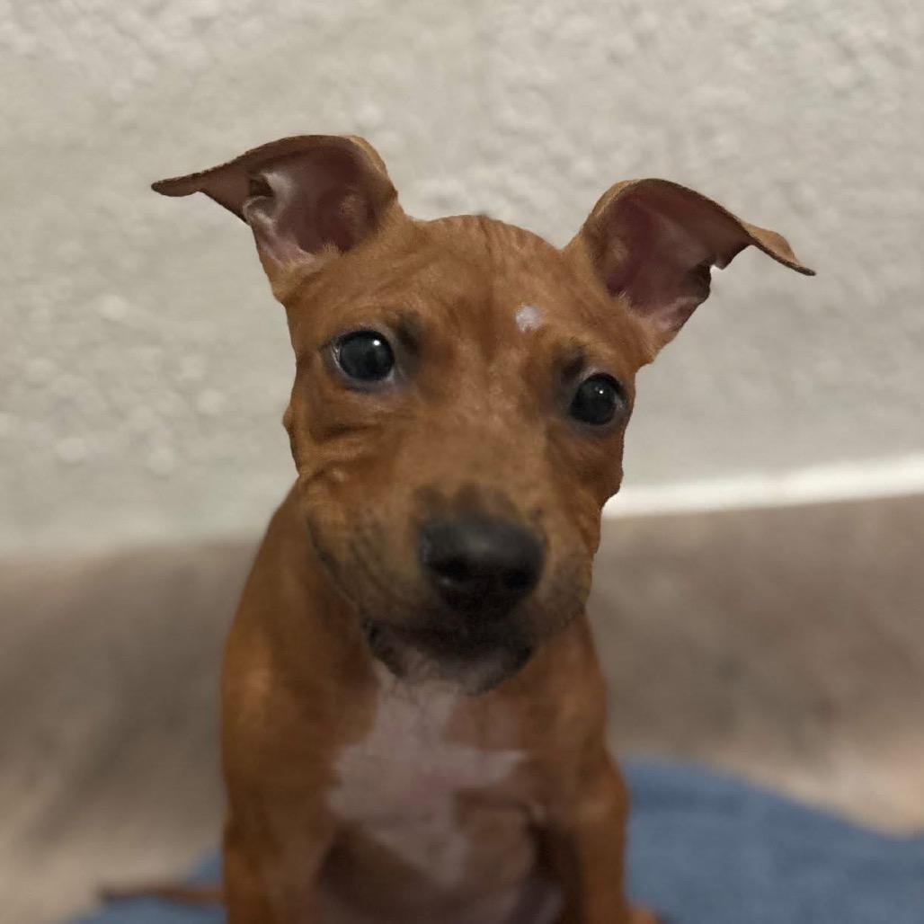 Enlarge Ritz aka Scrappy Doo, a Adoptable mixed breed in Monroe, MI image 1/6