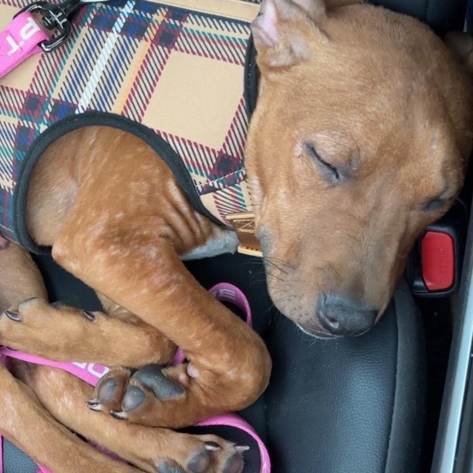 Enlarge Ritz aka Scrappy Doo, a Adoptable mixed breed in Monroe, MI image 2/6