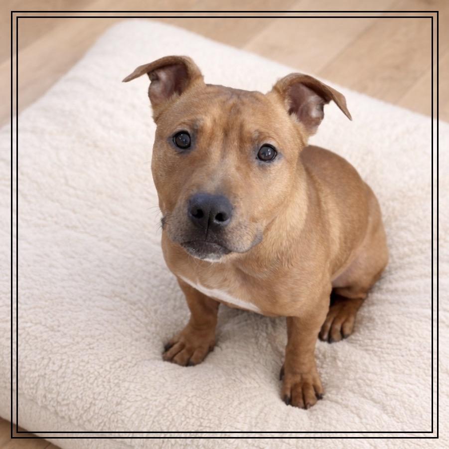 Enlarge Ritz, a Adoptable mixed breed in Monroe, MI image 3/6