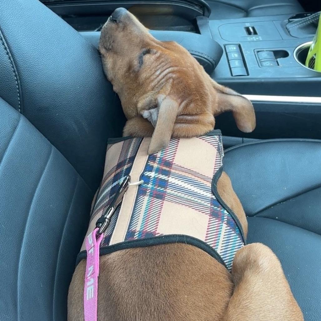 Ritz Aka Scrappy Doo thumbnail 3