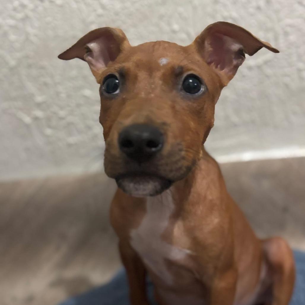 Ritz Aka Scrappy Doo thumbnail 5