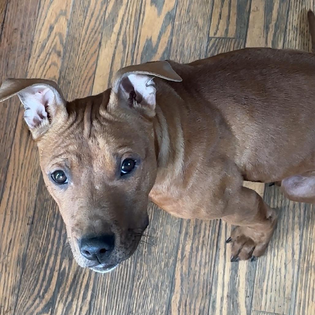 Enlarge Ritz aka Scrappy Doo, a Adoptable mixed breed in Monroe, MI image 5/6