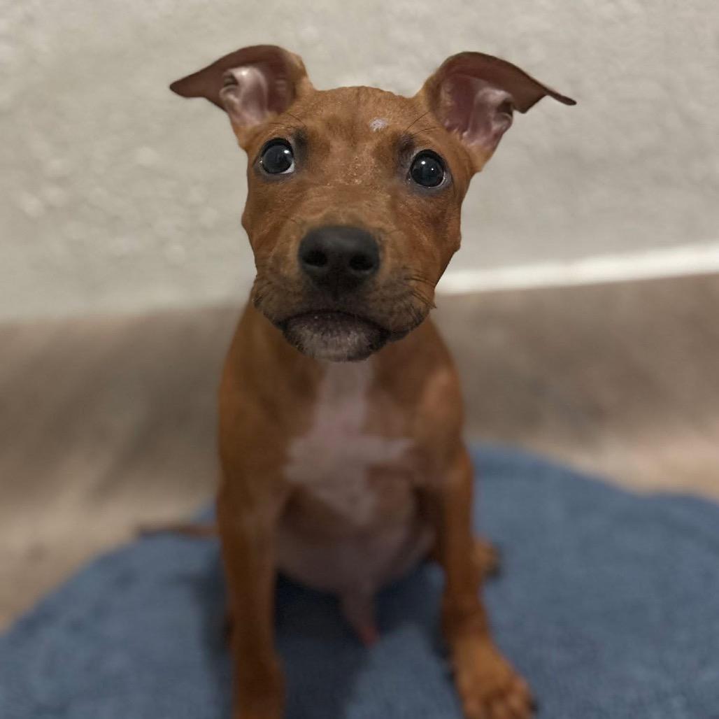 Enlarge Ritz aka Scrappy Doo, a Adoptable mixed breed in Monroe, MI image 6/6