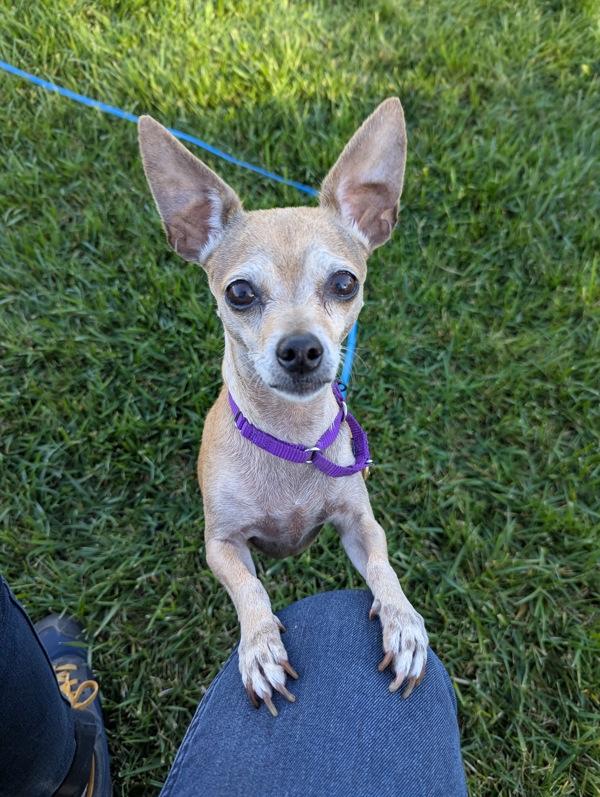 Precious, Adoptable, Senior Female Chihuahua.