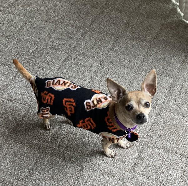 Precious, Adoptable, Senior Female Chihuahua.