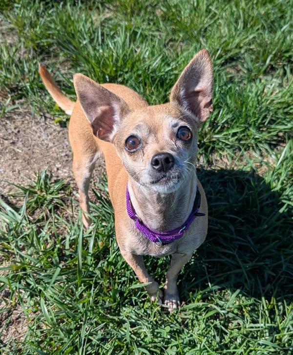 Enlarge Precious, a Adoptable mixed breed in Santa Rosa, CA image 3/6