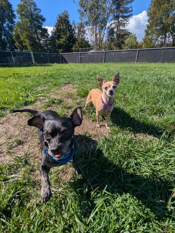 Enlarge Precious, a Adoptable mixed breed in Santa Rosa, CA image 4/6