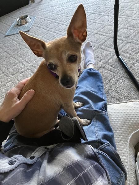 Enlarge Precious, a Adoptable mixed breed in Santa Rosa, CA image 5/6