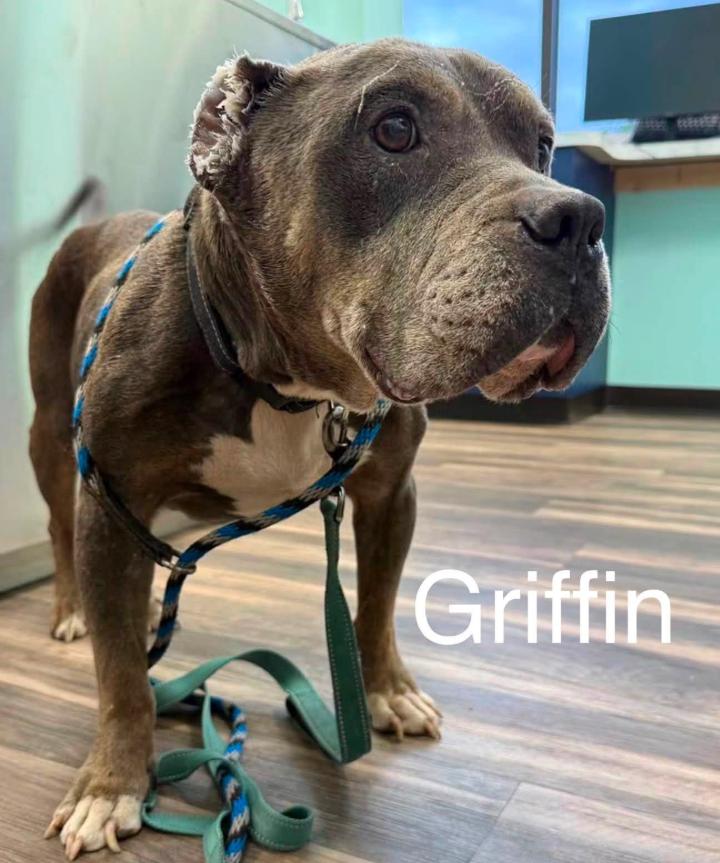 Griffin, a ADOPTABLE mixed breed in Eutawville, SC image 4/4
