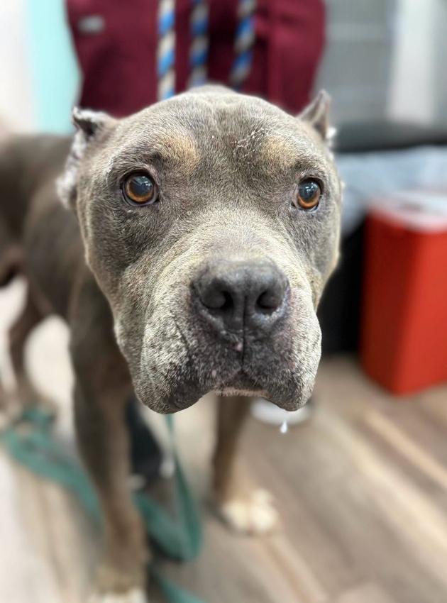 Enlarge Griffin, a Adoptable mixed breed in Eutawville, SC image 5/5