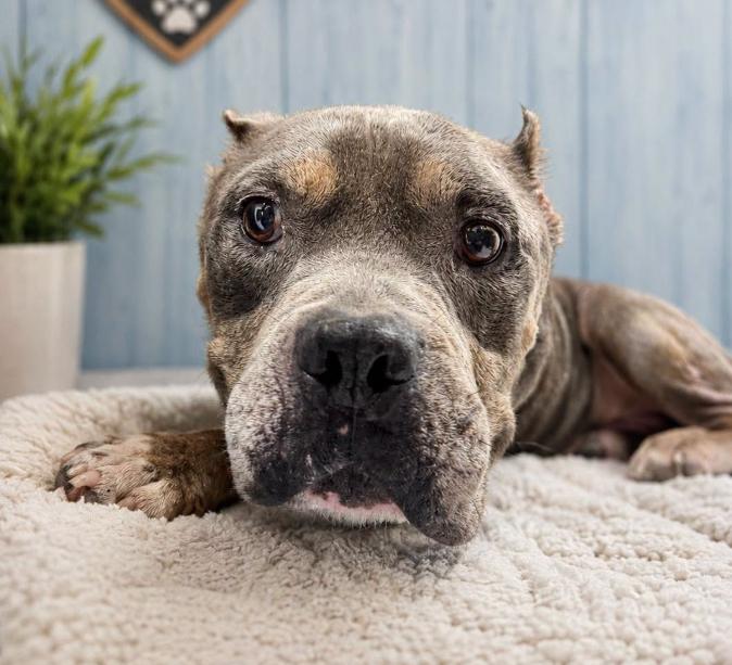 Enlarge Griffin, a Adoptable mixed breed in Eutawville, SC image 2/5