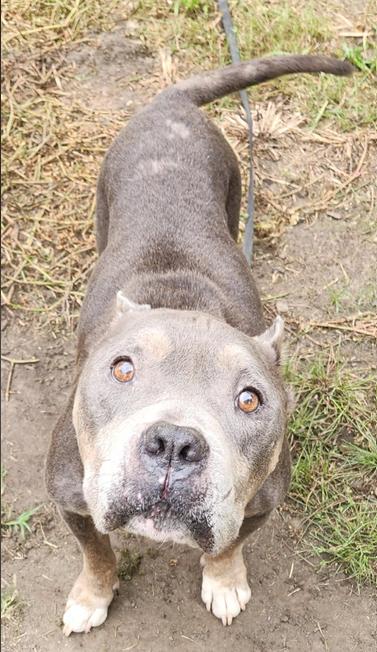 Enlarge Griffin, a Adoptable mixed breed in Eutawville, SC image 3/5