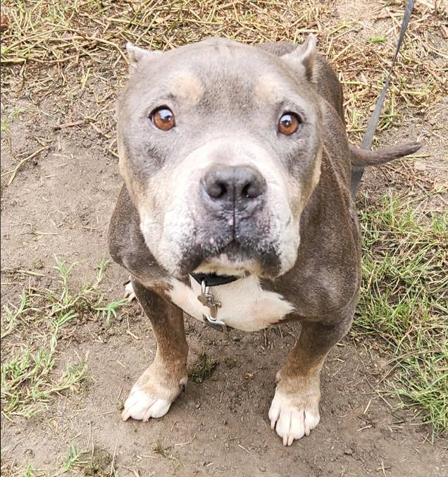 Griffin, Adoptable, Adult Male Terrier.