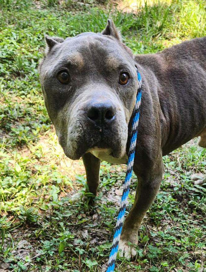 Enlarge Griffin, a Adoptable mixed breed in Eutawville, SC image 4/5