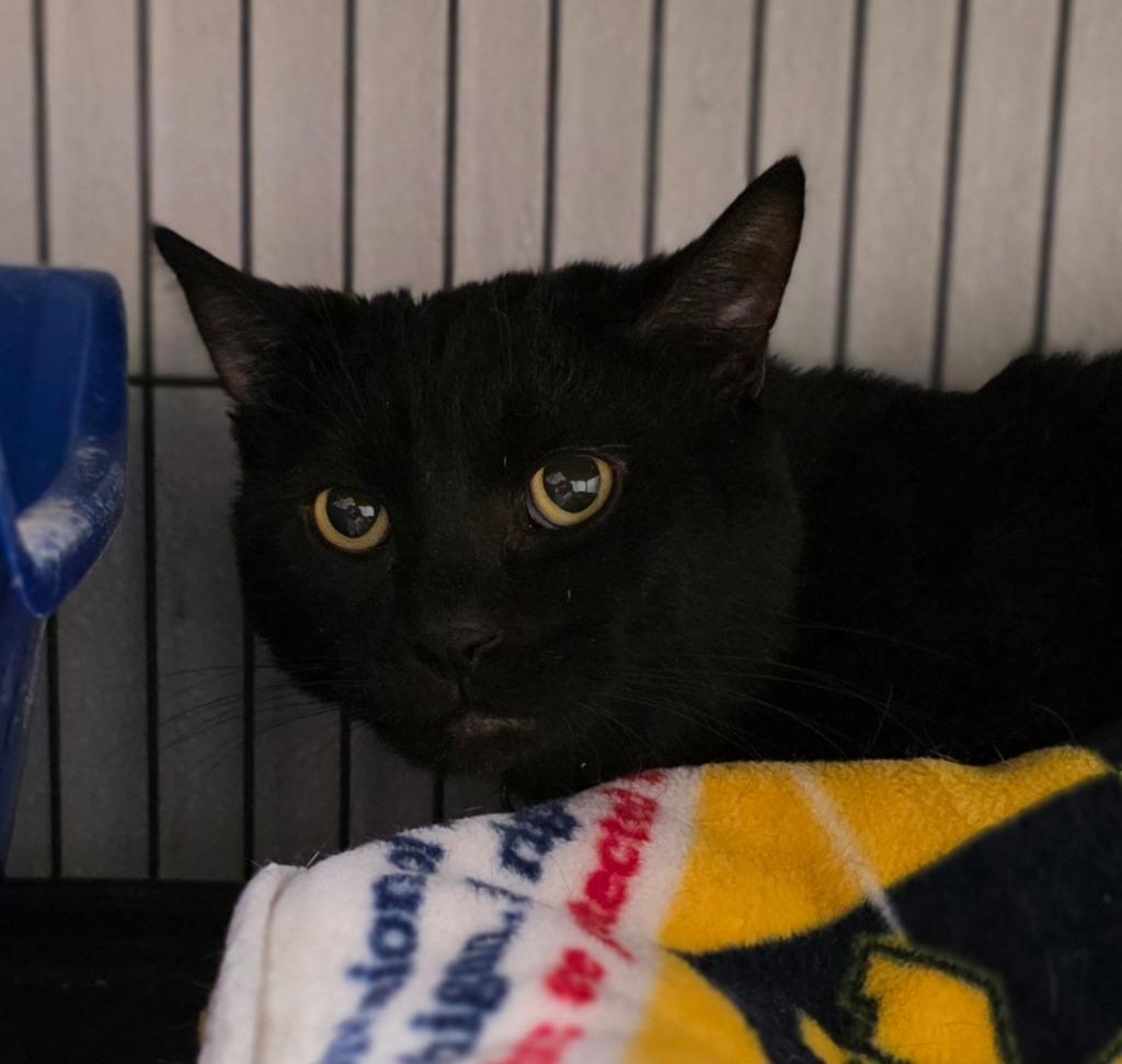 Enlarge Ollie, a Adoptable mixed breed in Saginaw, MI image 1/1