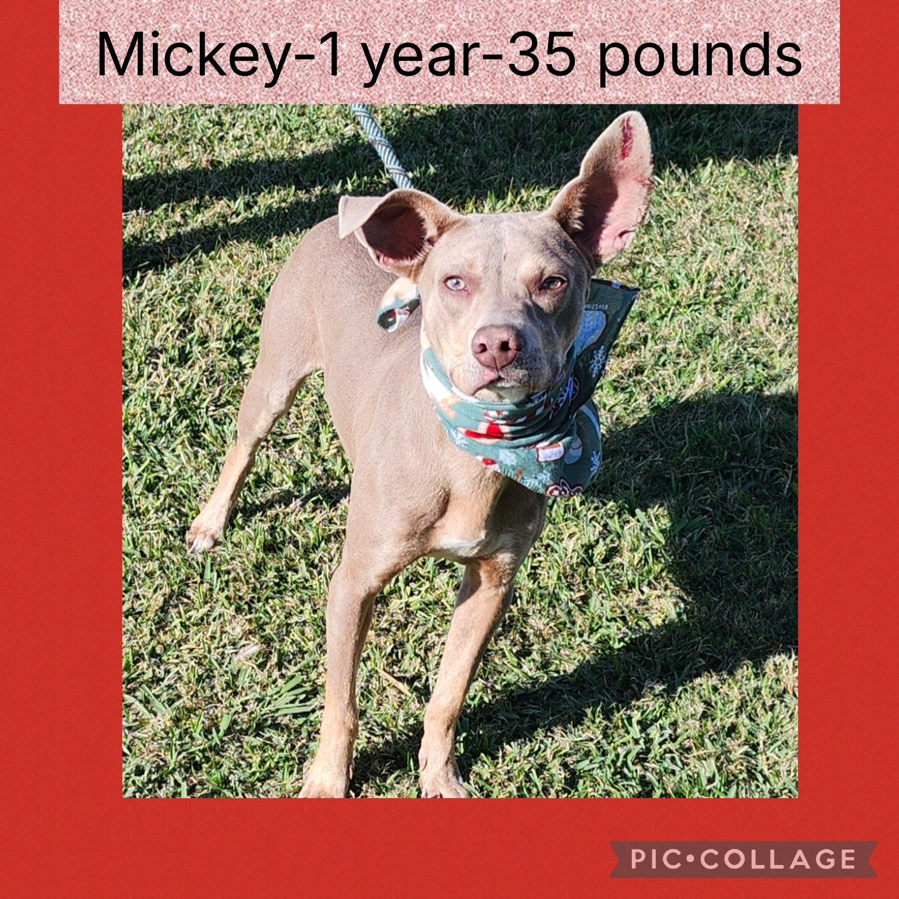 Enlarge Mickey, a Adoptable mixed breed in New Iberia, LA image 1/1